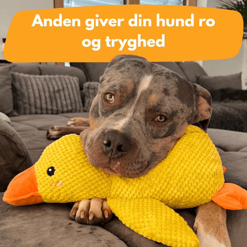 AntiStress-And™ – Giver ro og tryghed til din hund