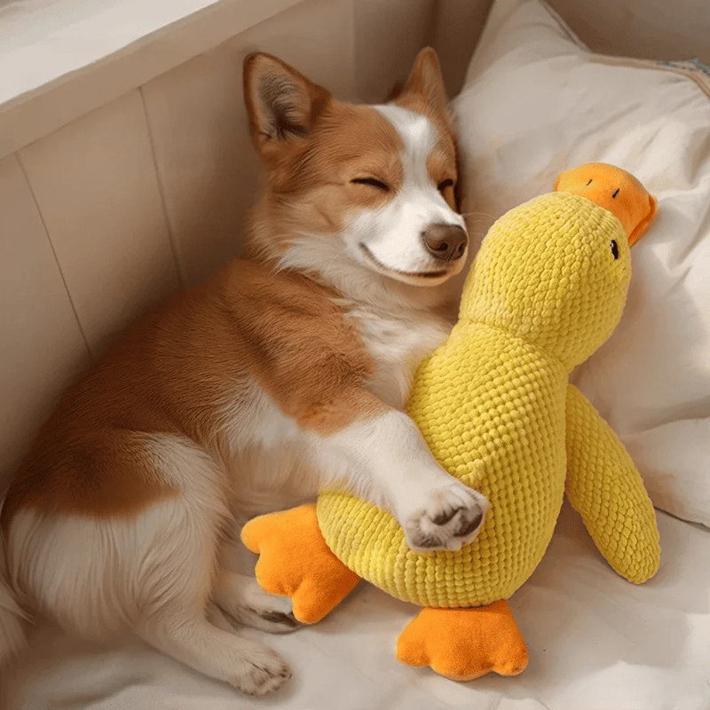AntiStress-And™ – Giver ro og tryghed til din hund