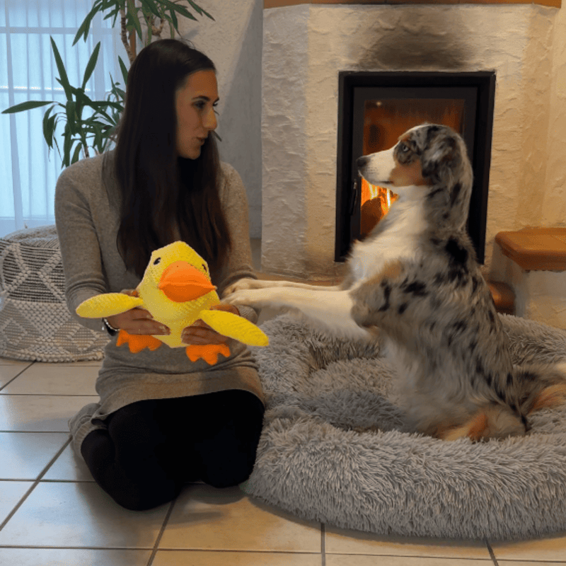 AntiStress-And™ – Giver ro og tryghed til din hund