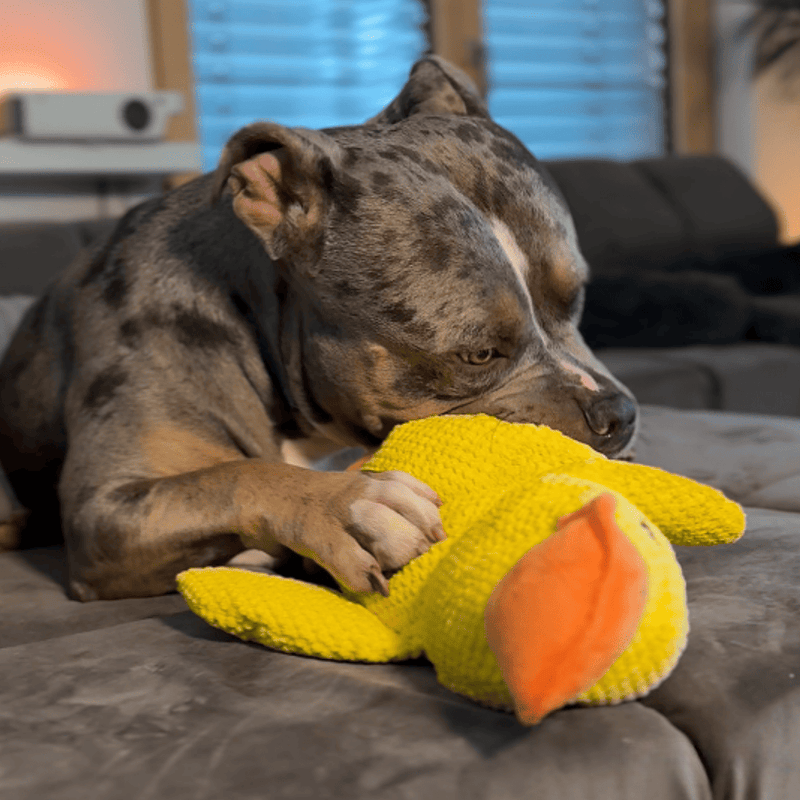 AntiStress-And™ – Giver ro og tryghed til din hund