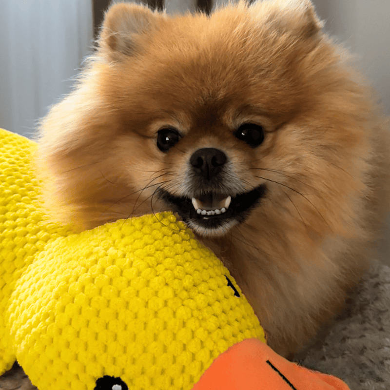 AntiStress-And™ – Giver ro og tryghed til din hund