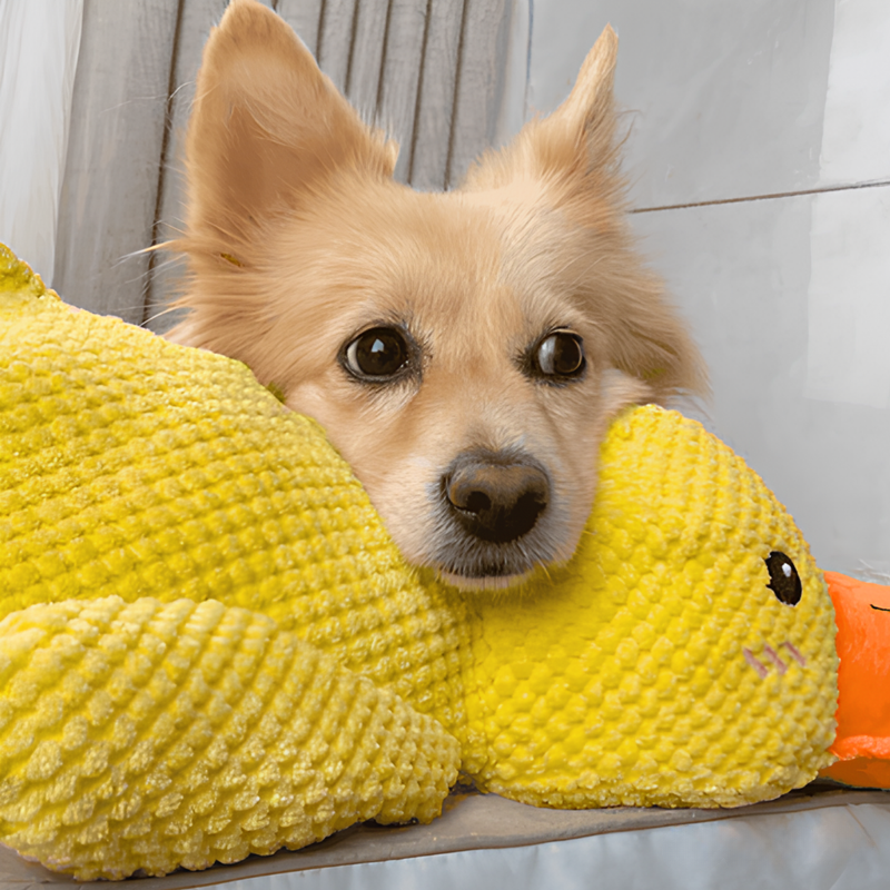 AntiStress-And™ – Giver ro og tryghed til din hund