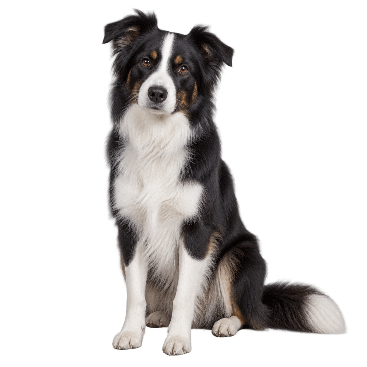 Mellemstor hund mellem 23 og 35 kg