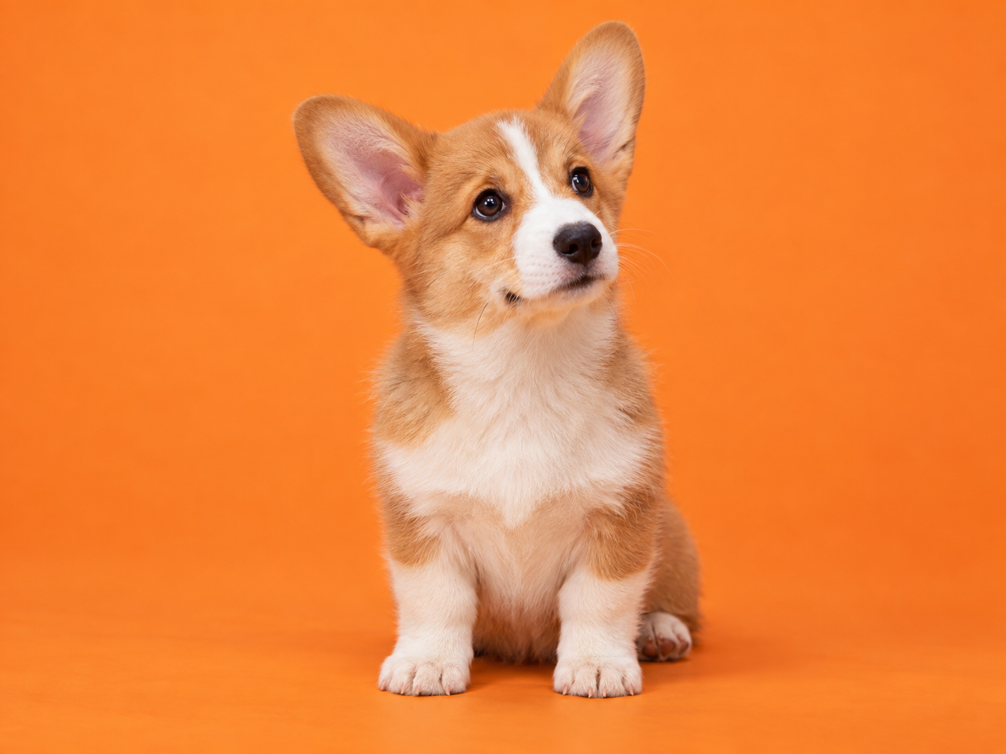En nysgerrig corgi-hvalp på orange baggrund