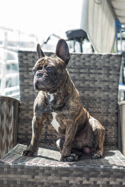 Sanne M.s hund ved vandet