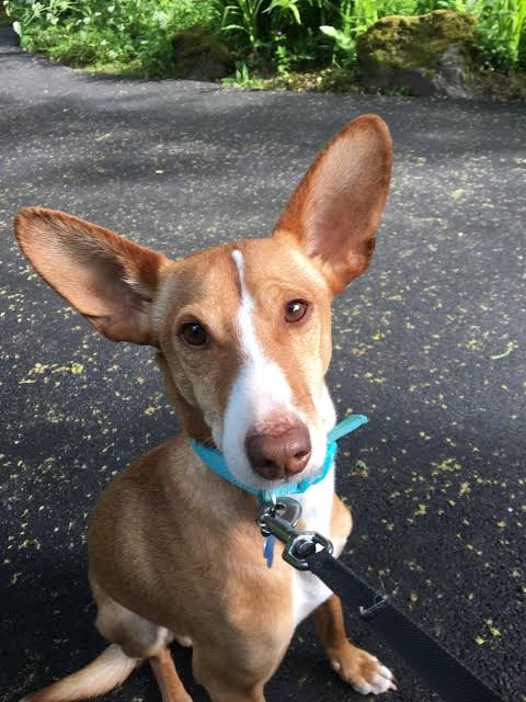 Pia K.s hund der fik lindring